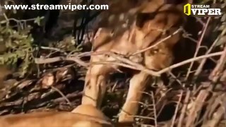 Top 25 Lions vs Elephants Attacks PT1 (Special Documentary)