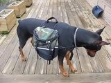 Doberman back pack training first day spring 2009 - ruby