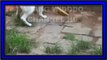 King Cobra Vs Dog !!! India Animals Amazing 2016 King Cobra Attack With Dog !!! dog is FUNNY