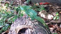 Common Basiliscus Lizard In Tortuguero National Parc Costa Rica