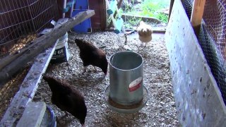 Creek Girl & Her Chickens (Sharn Tour I)