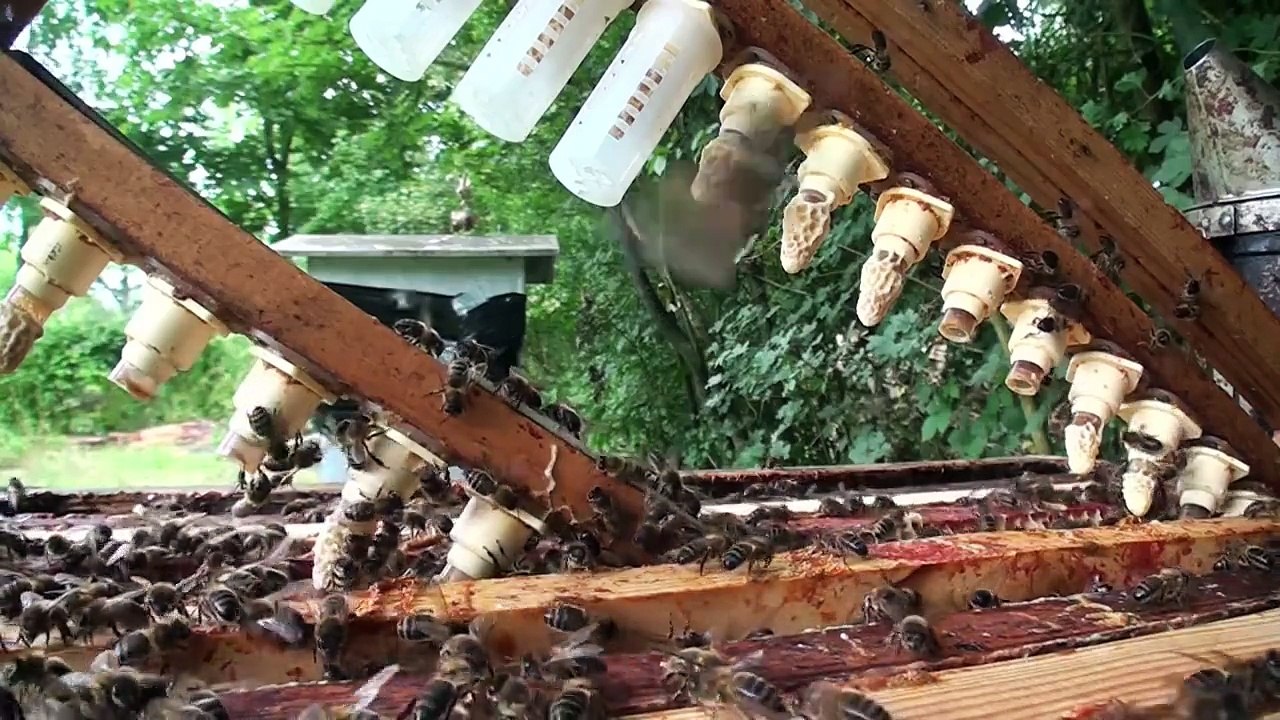 Abeilles. Cellules royales placées sous protection