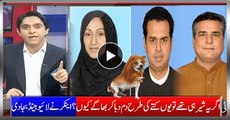 Lions Of PMLN Talal Ch. Daniyal Aziz and Saira Afzal Tarar Run Away - Anchor Lively Xposing