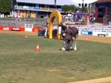 Duneske Clydesdales exhibited at the Brisbane Ekka (Brisbane Royal Show) 2013