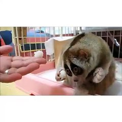 slow loris