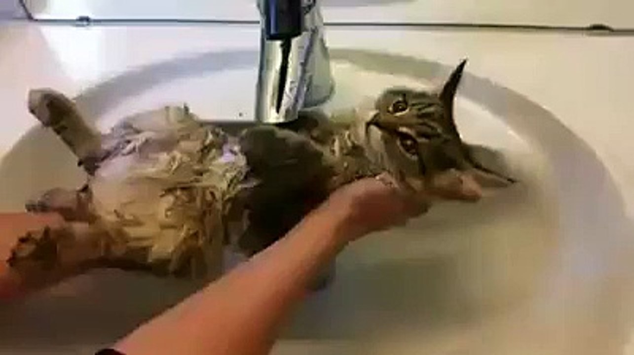 chats qui prend le bain