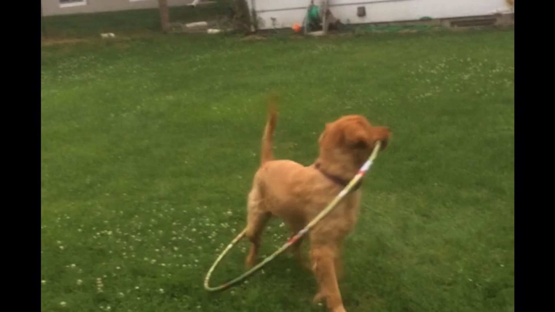 Amazing Hula Hooping Golden Retriever!