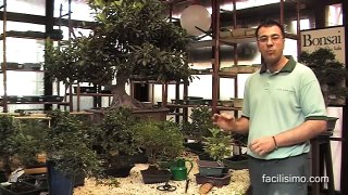 Jardinería fácil: Trasplante de los bonsáis