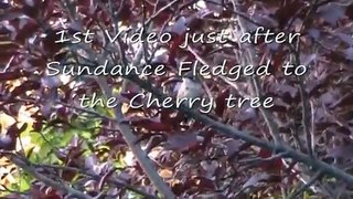 ~Lucy~Butch~Sundance~ Pt.1 Hummingbird nest video. Pre Fledge 5-29-11