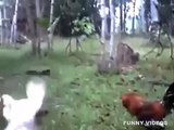 Funny Videos - Funny Animals | Chickens and Duck spar - Part 2