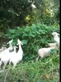 Sheep and goats eating Kudzu in Atlanta, Georgia