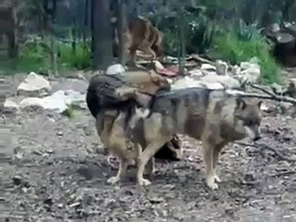 Wolves wolf funny   Dog funny humping dog knot mov  crazy animals