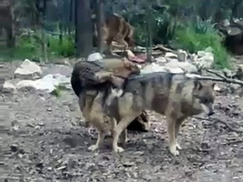 Wolves wolf funny Dog funny humping dog knot mov crazy animals