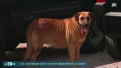Zapping du 8 septembre 2015 - Une chienne sauve un enfant en l'allaitant !