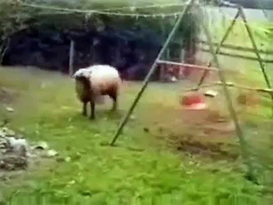 Angry Sheep