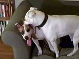 American Bulldog wresting with a Pitbull to Sabre Dance