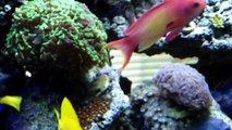 Rory's 200g Reef Aquarium - Update 3