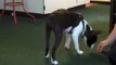 Boston Terrier Tricks : learning to rollover