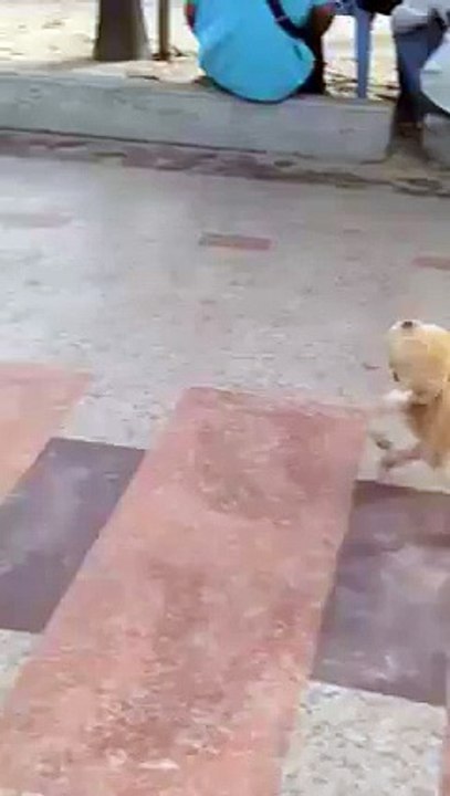 سبحان الله.. أول مرة نشوف كلب معاق