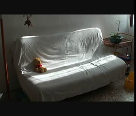 Does my dog go to the sofa when we aren't at home?