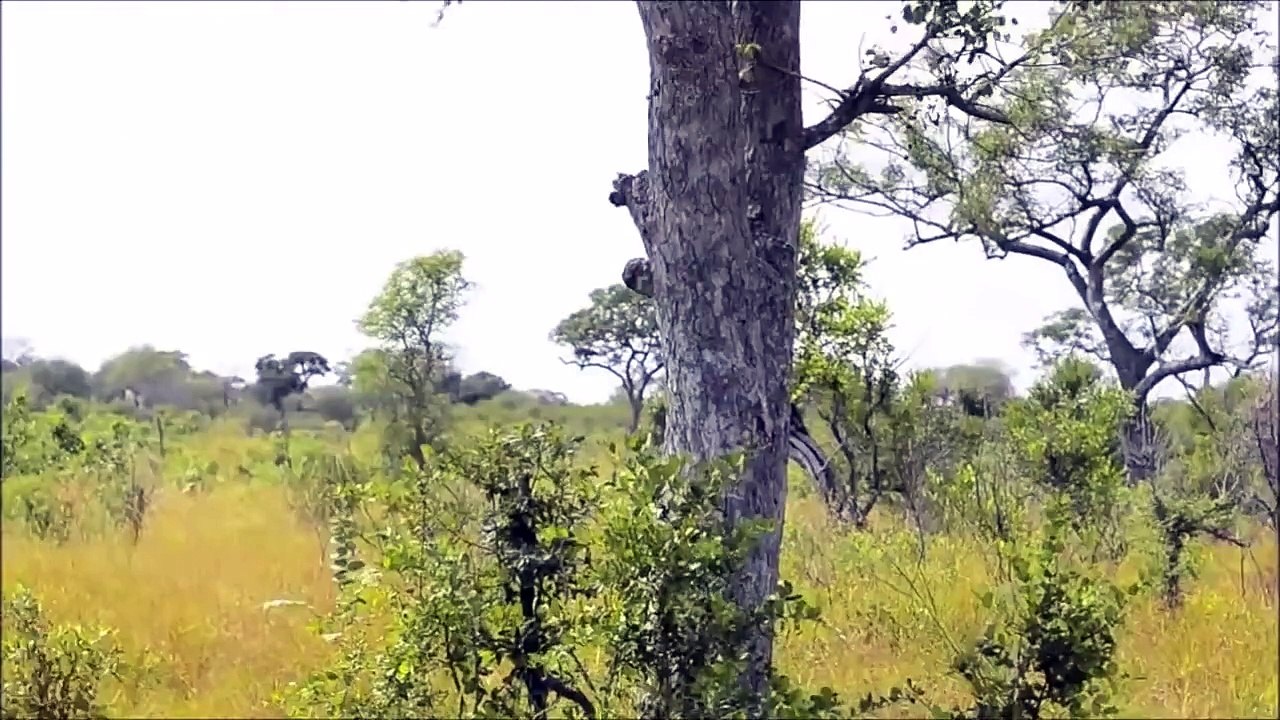 Hyenas Chase and Harass a Lioness