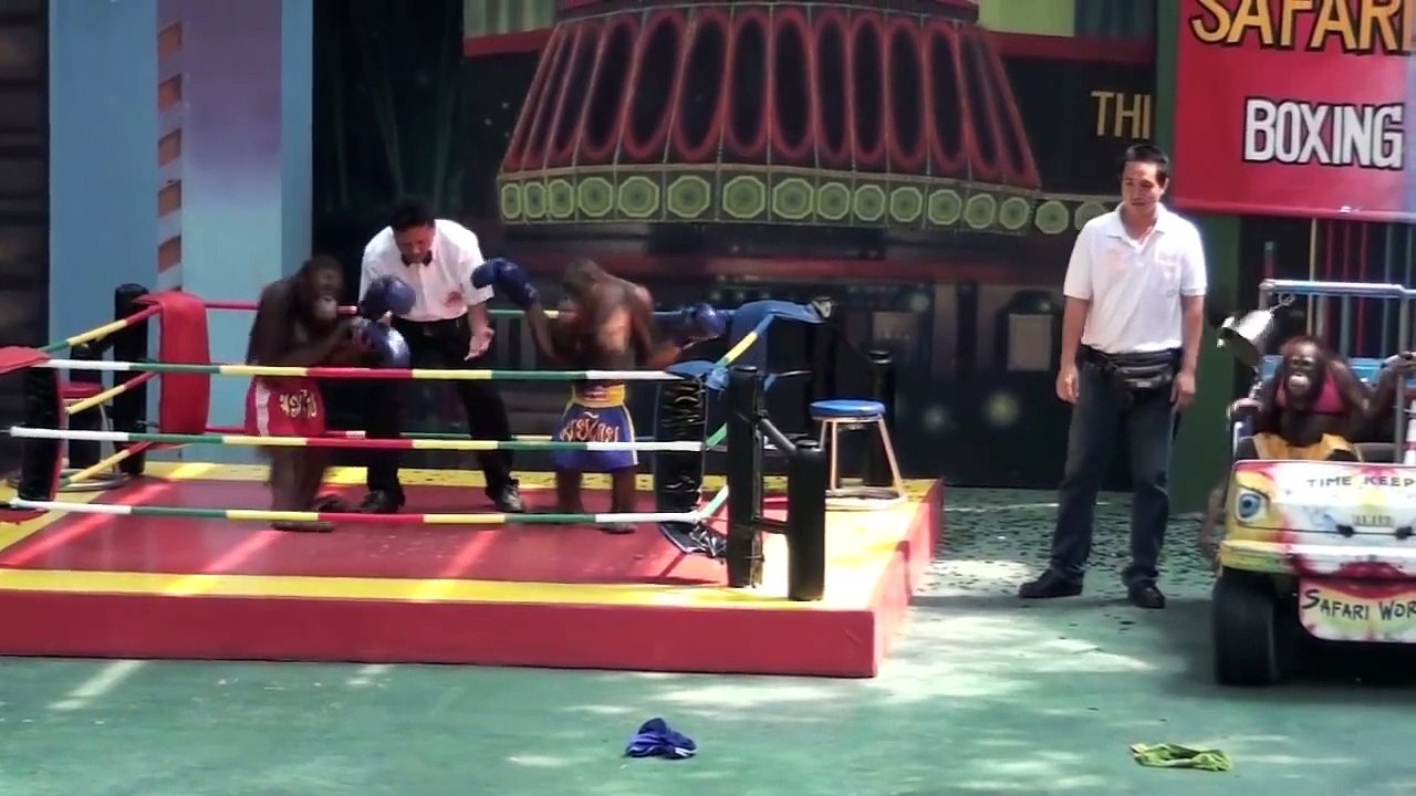 Monkey Boxing