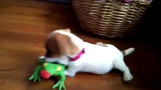 Jack Russell with her first toy