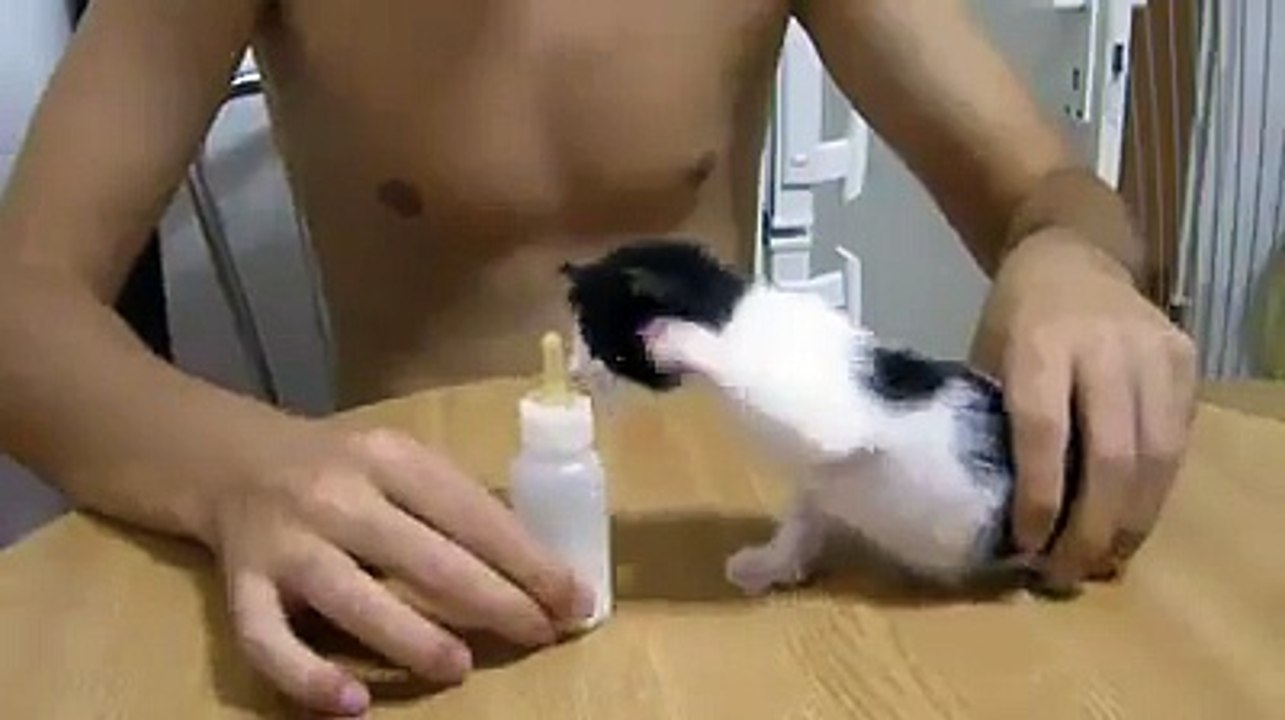 cat feeding