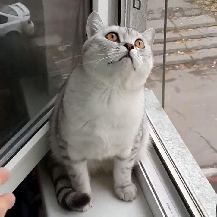 cat thinker