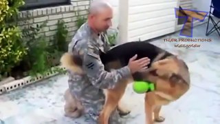 Dogs and cats welcoming owners after long time Cute animal compilation
