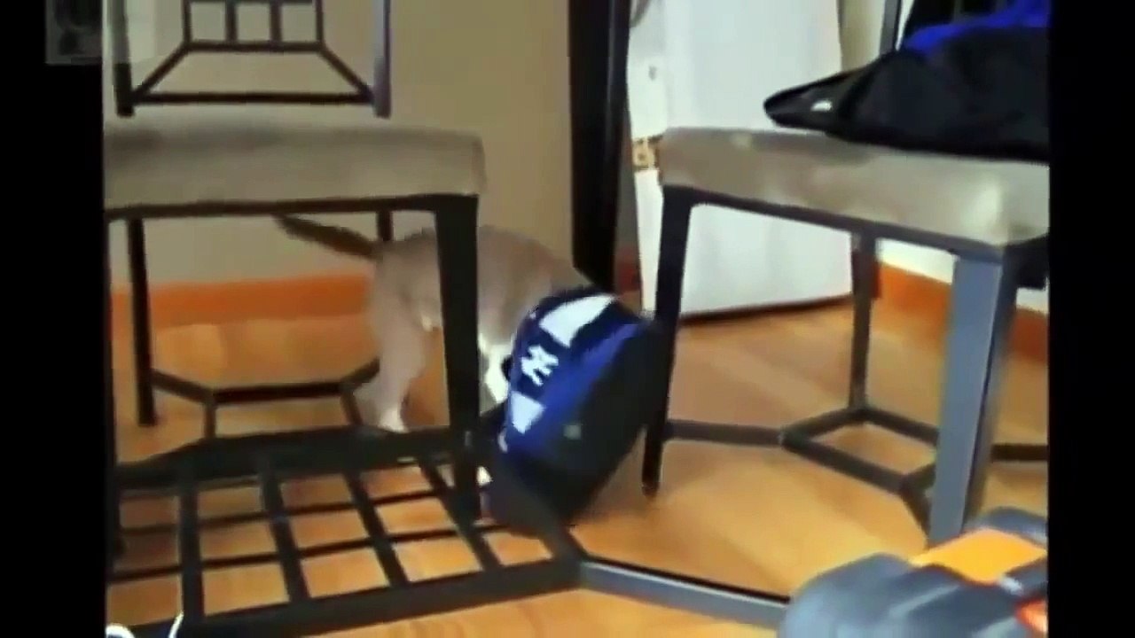 Best Funny Cats And Dogs Vines Compilation NEW