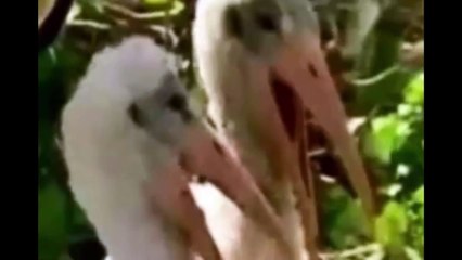 Funny videos cute animals compilation the best new 2015 easy simple fast  verry laughs  Try not to l