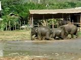 Elephant Nature Park Thailand - young elephants taking  mudbath