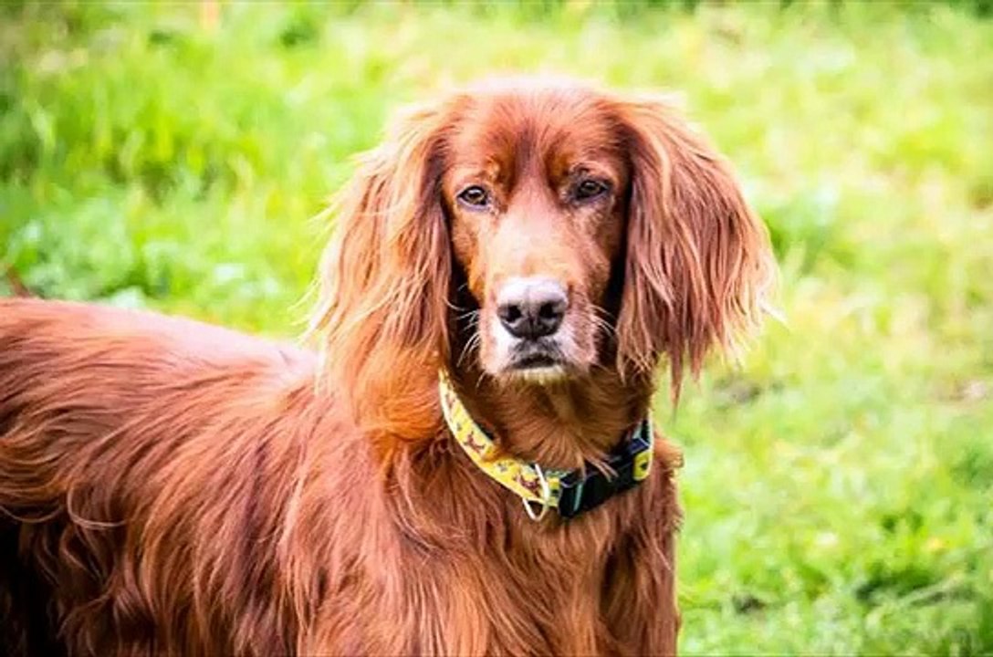 Cool Dogs! Funny Clip!.mp4