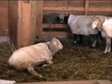 Cormo lamb birthing