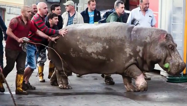 ZOO ANIMALS ROAM STREETS OF TBILISI AFTER HEAVY FLOODS