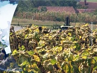 Vesti na vlaškom jeziku, 08. septembar 2015. (RTV Bor)