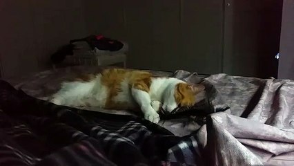 Gatto rosso gioca Red cat play