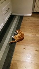 Gatto rosso gioca funny Red cat play nips