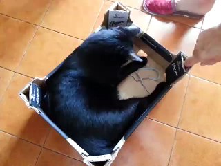 Black cat funny trottle gatto nero trottola