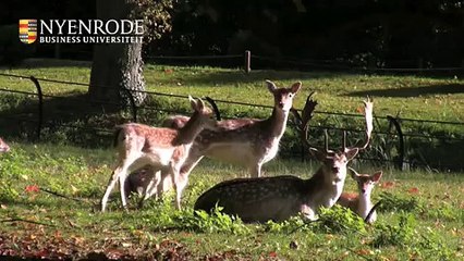 NyVU Modulair Executive MBA