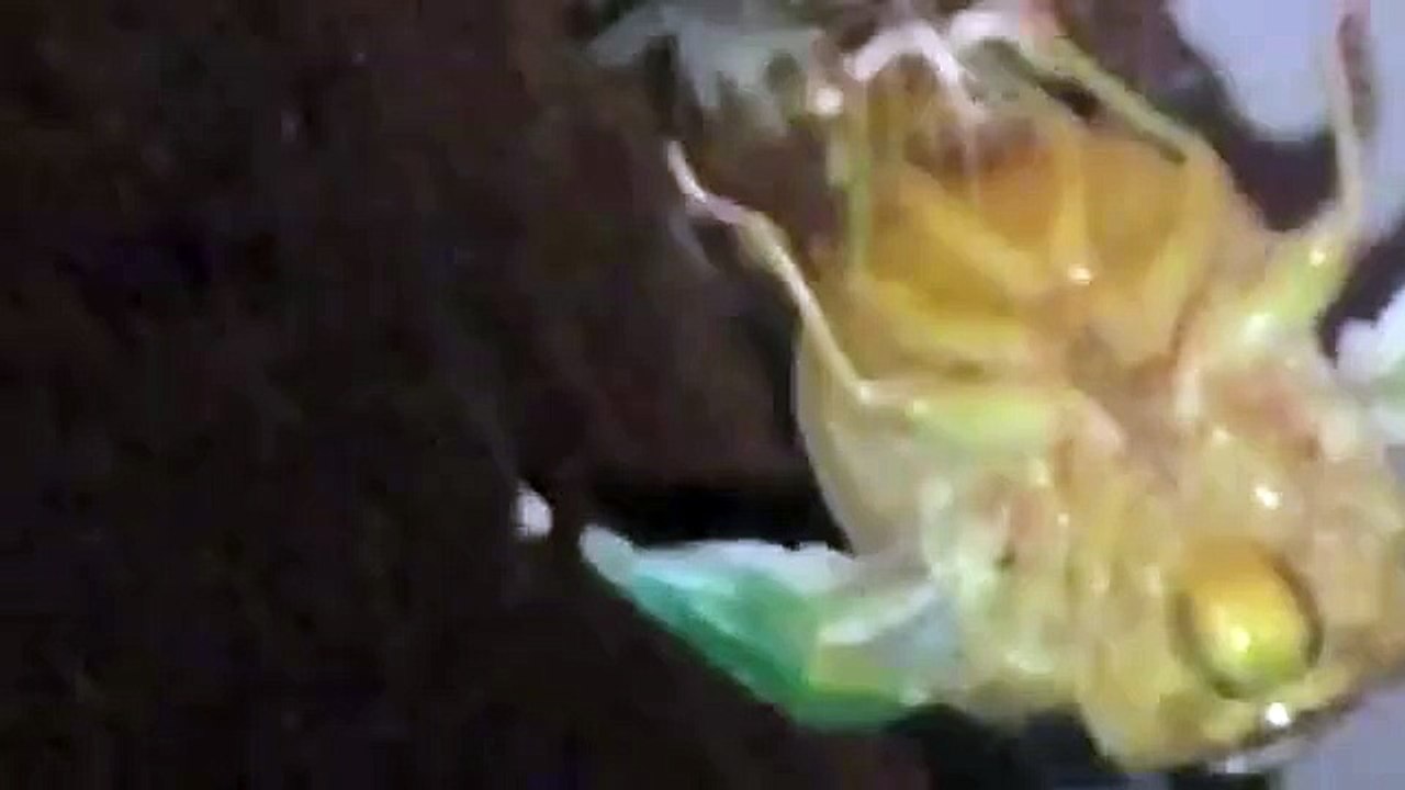 Emergence of a Cicada ☆ クマゼミの羽化