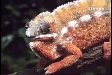 Parte 3 camaleones, guerreros del arcoiris