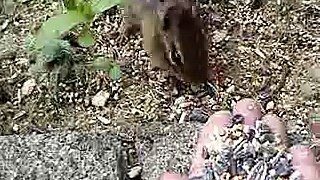 wild Chipmunk Hand feeding