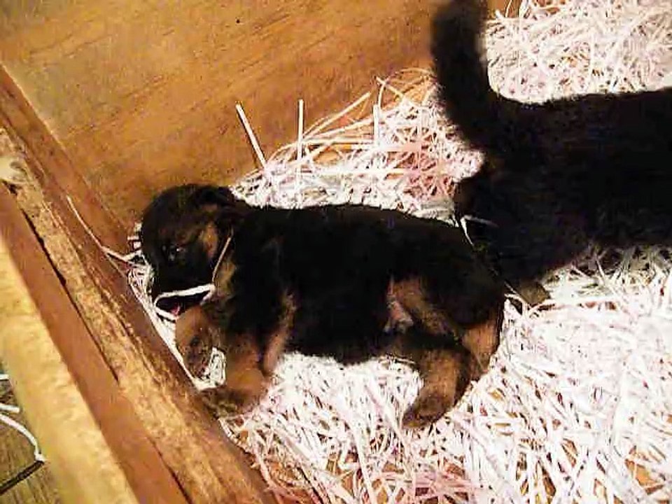 Chiots de Hasko du Cland des Gladiateur et Gloria de l' Hacienda del Matador.