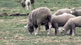羊の親子　草をはむ