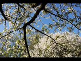 Italian spring colors - splendors of cherry trees in bloom