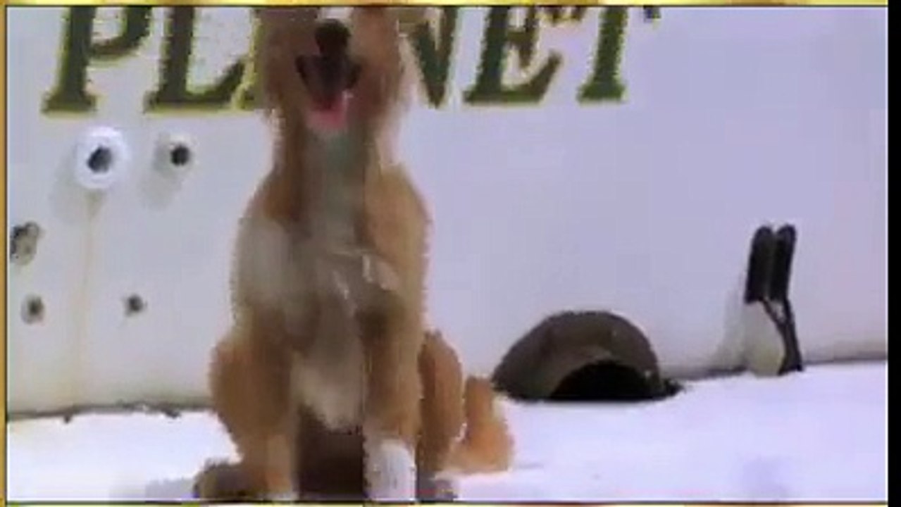 Dolphen safe dog
