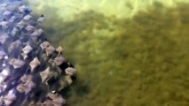 A-Fever-Of-Stingrays-in-Tampa