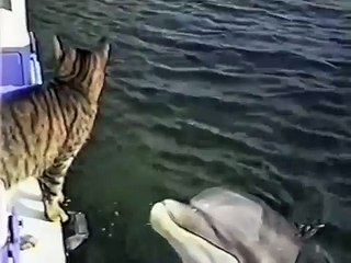 Кот друг дельфина.